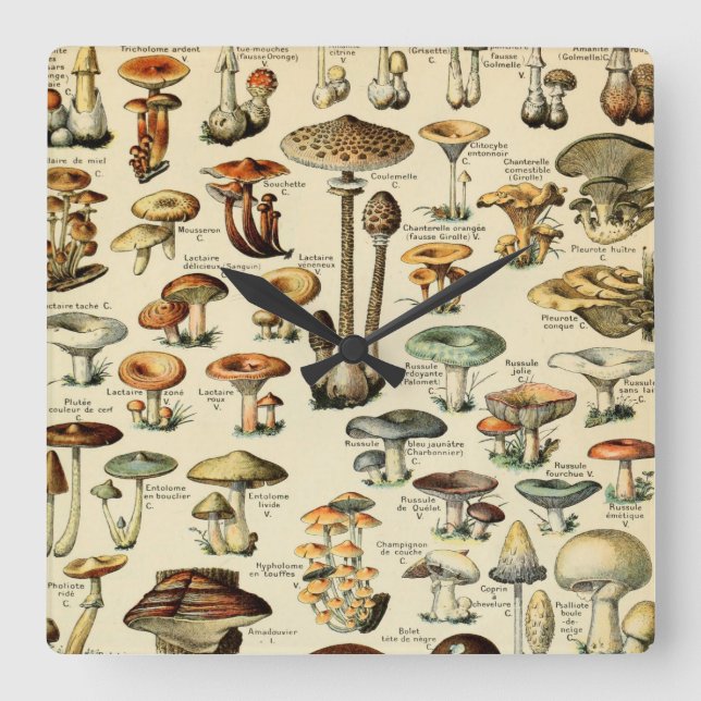 Vintage Pilze & Pilze Quadratische Wanduhr (Vorderseite)