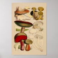 Vintage Pilze Sorten Rotgrüne Kunst drucken
