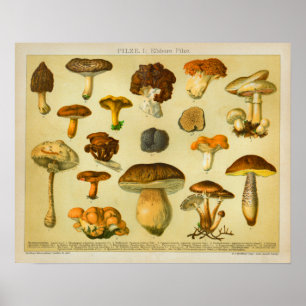 Vintage-Pilze-Varietät-Toadstools-Druck Poster
