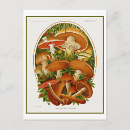 Vintage Pilzgruppe Postkarte