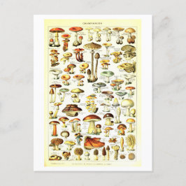 Vintage Pilzimitat Botanische Illustration Postkar Postkarte