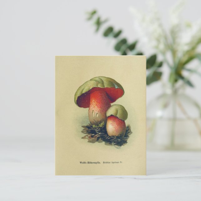 Vintage Pilzpostkarte | Botanische Illustration Postkarte (Stehend Vorderseite)