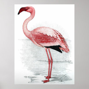 Vintage Pink Flamingo Malerei Poster