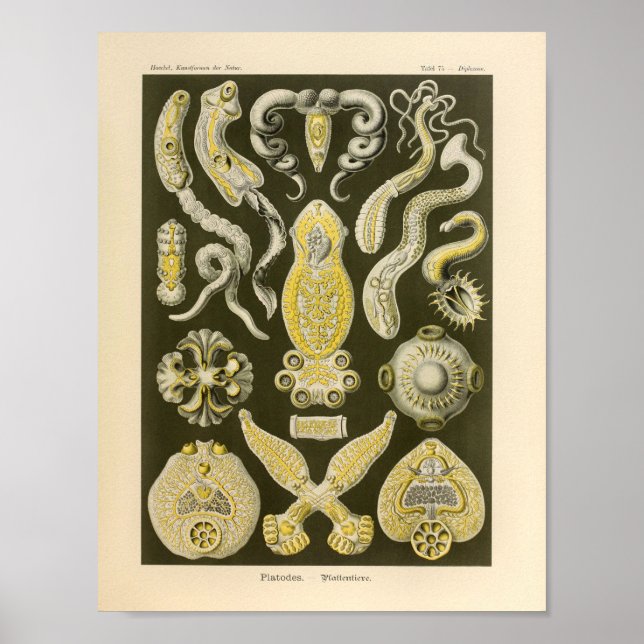 Vintage Platodes Colour Ernst Haeckel Art Print Poster (Vorne)