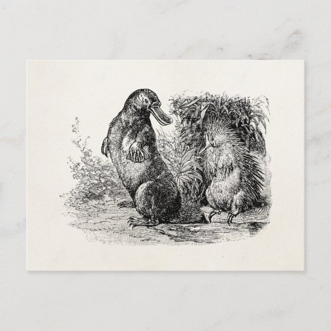 Vintage Platypus Porcupine Postkarte (Vorderseite)