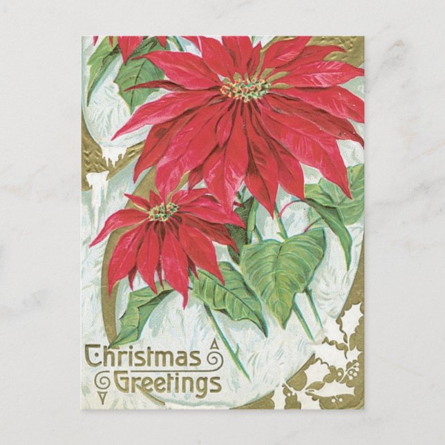 Vintage Poinsettia-Illustration Postkarte (Vorderseite)