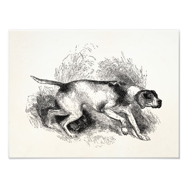 Vintage-Pointer-Jagdhund 1800s Pointer Hunde Fotodruck (Vorne)