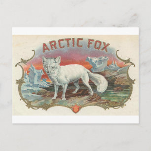 Vintage Polarfuchs Postkarte
