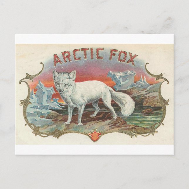 Vintage Polarfuchs Postkarte (Vorderseite)
