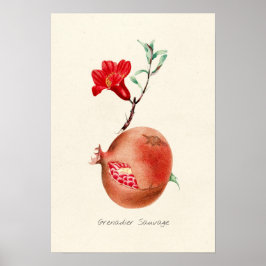 Vintage PomegranatIllustration Poster