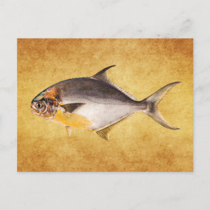 Vintage Pompano-Fisch - Vorlage für Spiel Fische B Postkarte