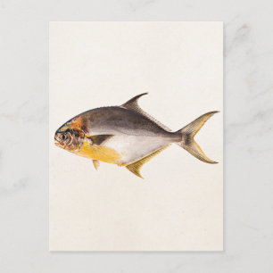 Vintage Pompano-Fisch - Vorlage für Spiel Fische B Postkarte