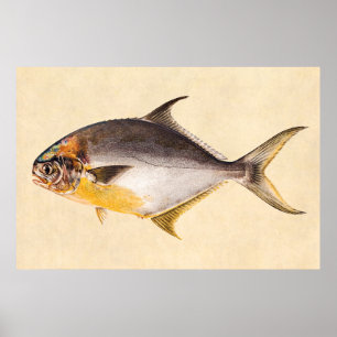 Vintage Pompano-Fisch - Vorlage für Spiel Fische l Poster