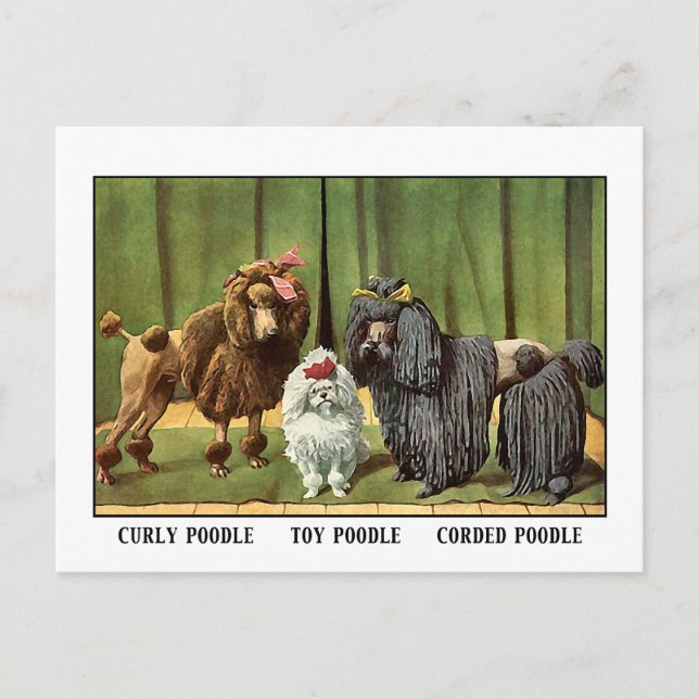 Vintage Poodles Postkarte (Vorderseite)