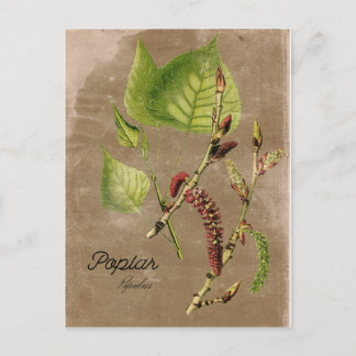 Vintage Poplar Tree Post Card Postkarte