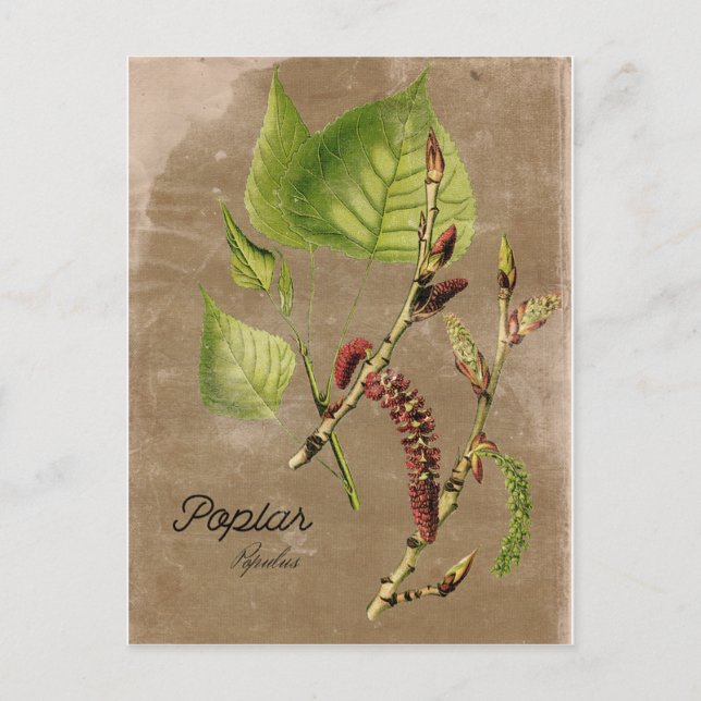 Vintage Poplar Tree Post Card Postkarte (Vorderseite)
