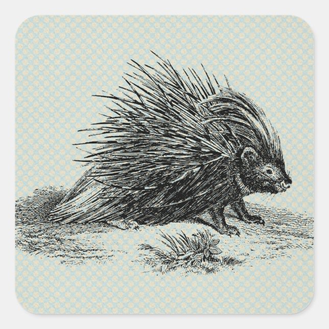 Vintage Porcupine-Illustration Quadratischer Aufkleber (Vorderseite)