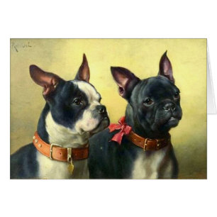 Vintage - Porträt von Boston-Terrier-Hunden,