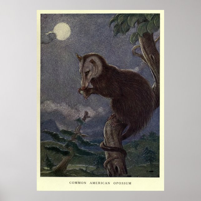 Vintage Possum-Malerei (1909) Poster (Vorne)