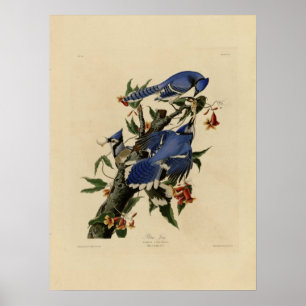 Vintage-Poster mit Blauem Vogelgemälde Poster