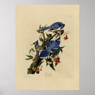 Vintage-Poster mit Blauem Vogelgemälde Poster