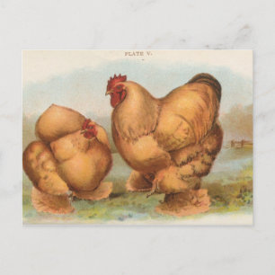 Vintage-Postkarte "Buff Cochin-Hühner" Postkarte