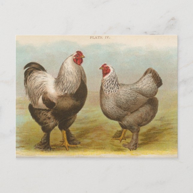 Vintage Postkarte "Dark Brahama Chickens" (Vorderseite)
