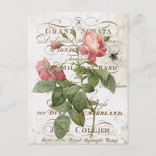 Vintage Postkarte der botanischen Rose (Vorderseite)