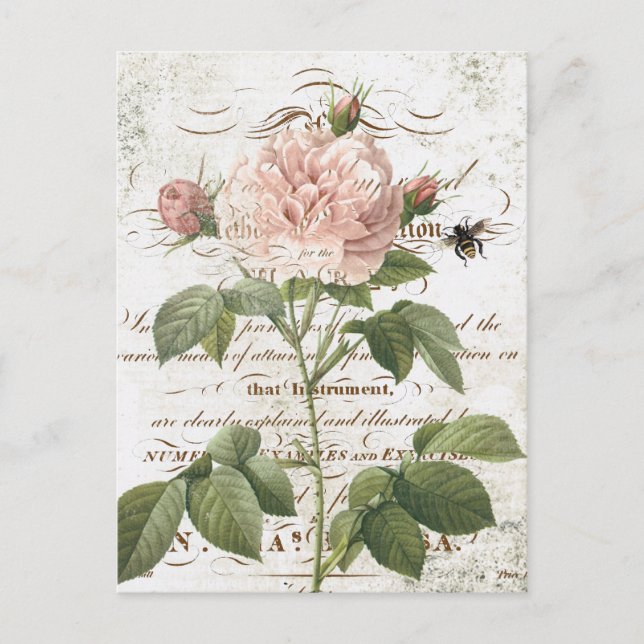Vintage Postkarte der botanischen Rose (Vorderseite)