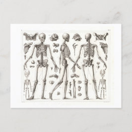 Vintage Postkarte des menschlichen Skeletts