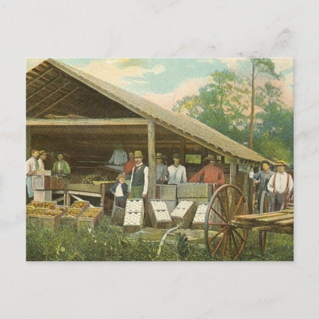 Vintage Postkarte Florida, "Packorangen" (Vorderseite)