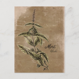 Vintage Postkarte für Mini-Herb