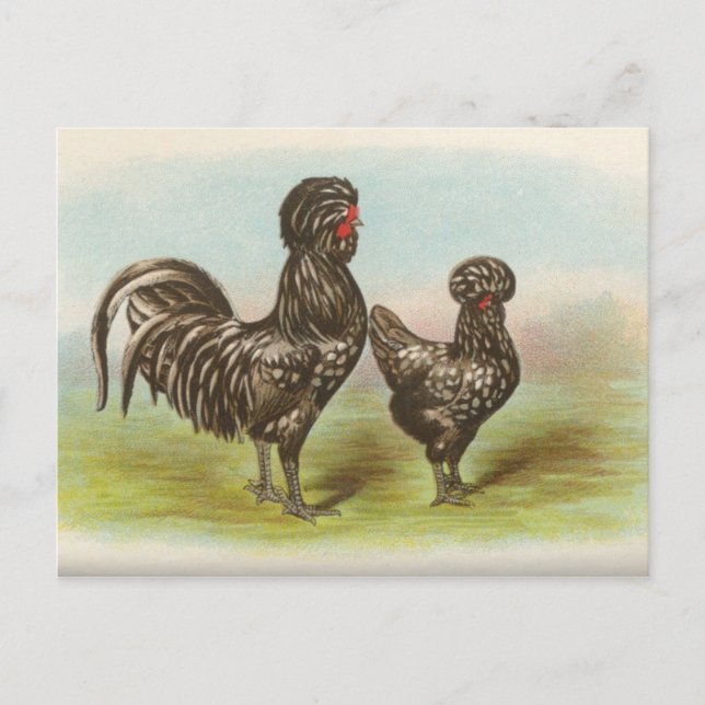 Vintage Postkarte "Houdan Chickens" (Vorderseite)