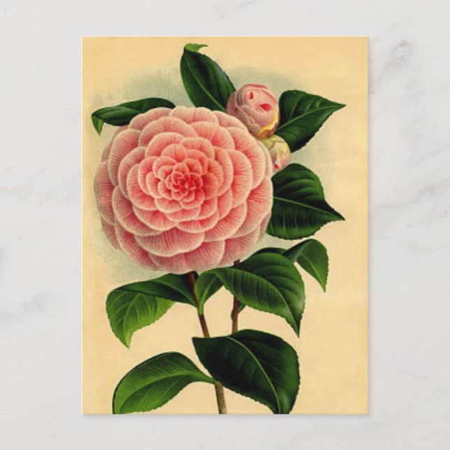 Vintage Postkarte Kamelien - Hübsch rosa (Vorderseite)