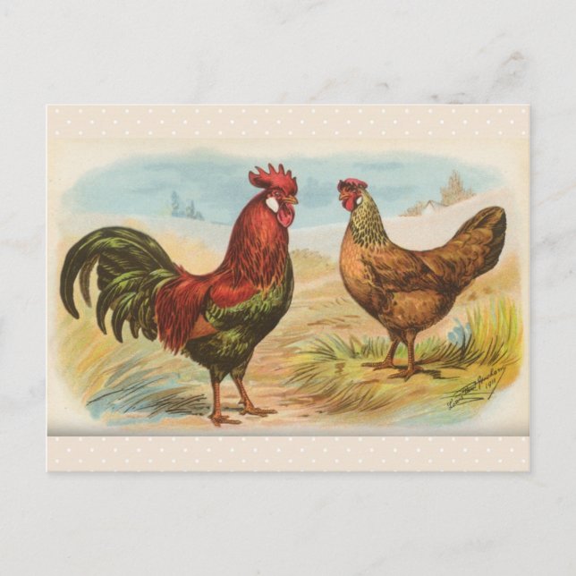 Vintage Postkarte "Leghorn Chickens" (Vorderseite)