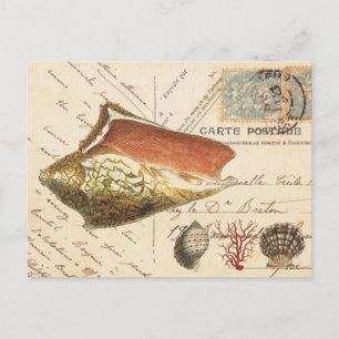 Vintage-Postkarte mit Conch-Schnecke und Muscheln Postkarte