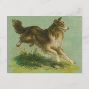 Vintage Postkarte mit laufendem Collie