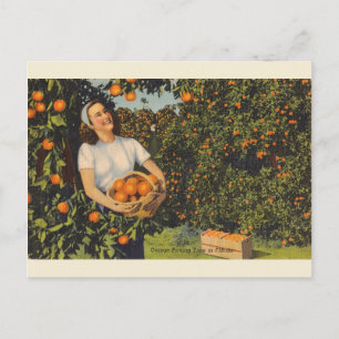 Vintage-Postkarte Orangenpflückzeit Florida Postkarte