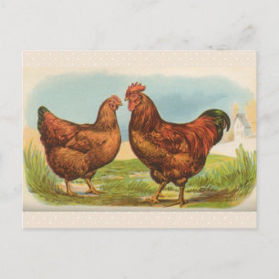 Vintage Postkarte "Rhode Island Red Chicken"
