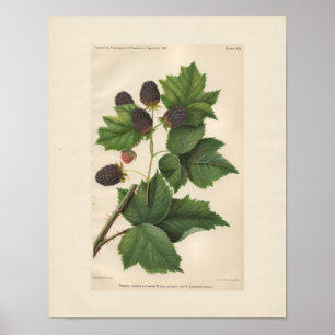 Vintage Primus Himbeer-Druck Poster