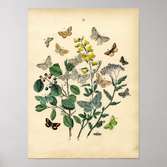 Vintage Printwerbung - Lepidoptera - Motten & Schm Poster (Vorne)