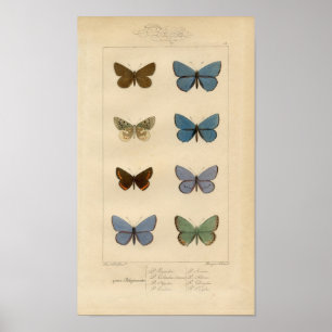 Vintage Printwerbung - Polyommatus - Moths & Butte Poster