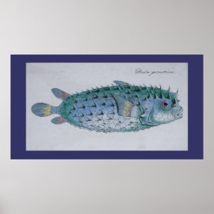 vintage puffer fish poster
