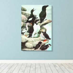 Vintage Puffins und Wasservögel von Louis Futes Leinwanddruck
