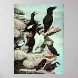 Vintage Puffins und Wasservögel von Louis Futes Poster