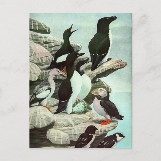 Vintage Puffins und Wasservögel von Louis Futes Postkarte (Vorderseite)