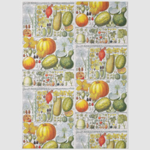 Vintage Pumpkins Gourds Botanische Buchplatte #52 Seidenpapier