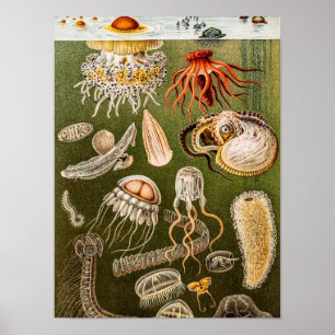 Vintage Qualle Antike Qualle Illustration Poster