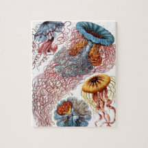 Vintage Qualle von Ernst Haeckel, Discomedusae