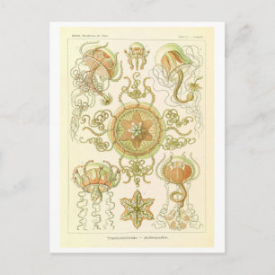 Vintage Qualle von Haeckel Postkarte
